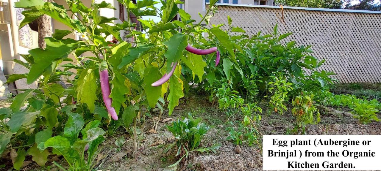 Ikraam Inn Bed&Breakfast Srīnagar Eksteriør bilde